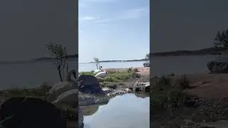 Swan Attack