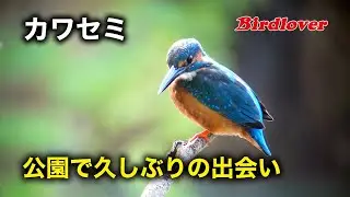 公園で遊んでくれたカワセミ君
