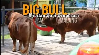 SAPI UNGGUL!! BALAI BESAR INSEMINASI BUATAN SINGaaOSARI SAPI JUMBO DAN SUPER²  BESAR😍