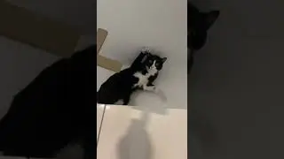 Кот и распятие