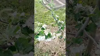 Цветут молодые яблони: Весялина, Хани Крисп, Имрус, Слава победителям и др.