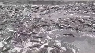Balığı. dəryası Mehdiabad
