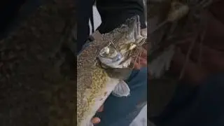 murray cod gorge fishing