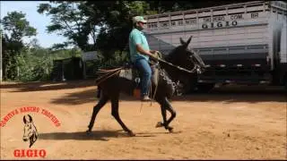 Cabocla Mula muito Marchadeira