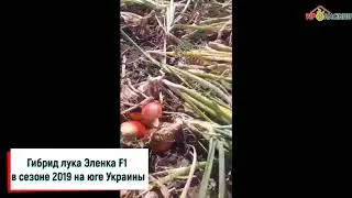 Гибрид лука Эленка F1 в сезоне 2019 на юге Украины