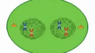 Meiosis in sex cells