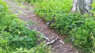 Утка ест чернику
