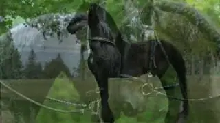 Friesians on Mackinac Island