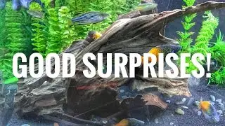 Good Surprises!