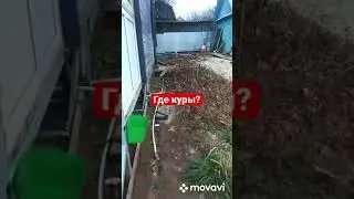 На закрытии дачного сезона в гости заглянула дикая лисица…