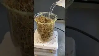 Making paper out of grass clippings