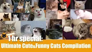 1 hr special - Ultimate Cute and Funny Cats Compilation | meeowTV