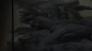 Жесть аллигаторы