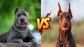 Cane corso vs Doberman pinscher : Which breed will win?