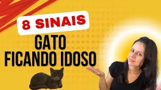 8 sinais de que seu gato está ficando idoso