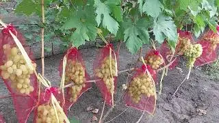 Белоснежка , Ландыш , Казимир
