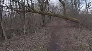в лесу хорошо