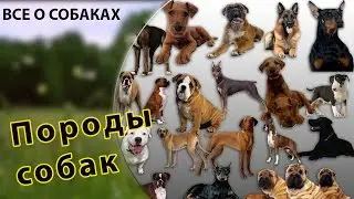Породы собак. Сколько всего пород собак.