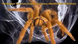 Baboon Tarantula’s 101 | Origins, Discoveries, Identification, Behavior & Captive Care Guide