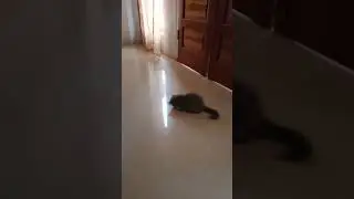 Kucing imut Si vio sedang bermain 