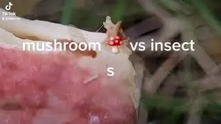 mushroom 🍄 vs insects