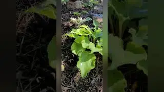 Valley's Lemon Squash