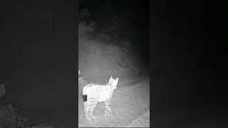 DURUP İLERİYE BAKAN VAŞAK DEVAM EDİYOR! #vaşak #lynx #youtubeshorts #wildlife #keşfet #animals