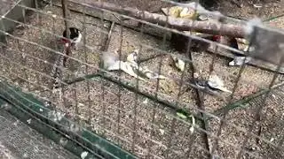 в парке попугаев