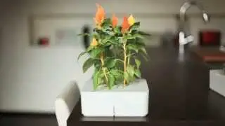 Click and Grow -  умный горшок для растений