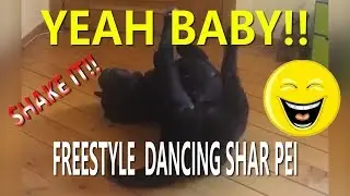 FUNNY VIDEO SHAR PEI DANCING FREESTYLE