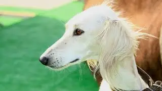 Тазы Казахская борзая собака