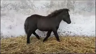 Christmas Cracker Dartmoor Hill Pony Online Auction - Thurs 7th December 2023