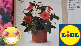ARRIVAGE LIDL 31 MAI 2023