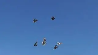 Полеты на Марганецком голубедроме  28  03 22г
