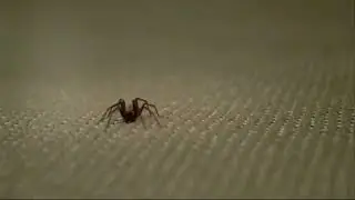 little tiny spider