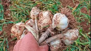Garlic harvest.  Harvesting with fjdynamics tractor automatic steering