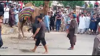 Camel qurbani | Eid Al Edha