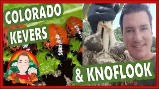 KNOFLOOK & COLORADO KEVERS | Moestuin vlog 162 |