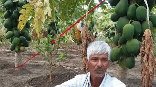 सांवलिया  नर्सरी बराड़ा| पपीते की खेती| पपीते की जानकारी| पपीता नर्सरी| पपीता फार्मिंग