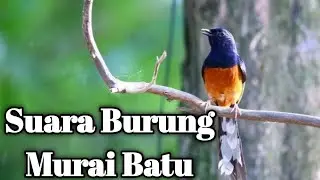 Burung Murai Batu ( KICAUAN )