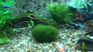 Release the red cherry shrimp