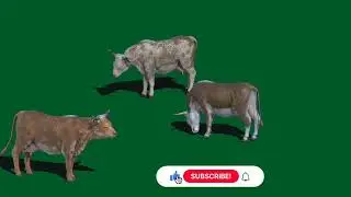 Animal green screen no copyright background video