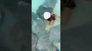 Manta rays are magical