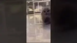 cat running and exploding after laughing