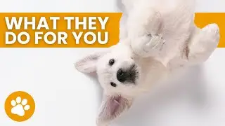 17 Things Your Dog Does For You Without You Knowing