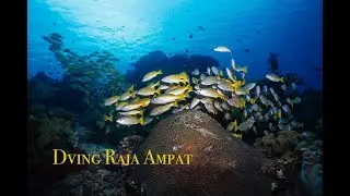 Diving Raja Ampat