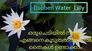 എങ്ങനെ ആമ്പൽ ചെടിയുടെ തൈകൾ ഉണ്ടാക്കാം || Dauben Water Lilly || Water Lilly
