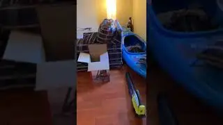 Реакция кота, когда он видит подушку со своей мордой


