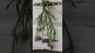 Колючка, гоняющая чертей. Начало сбора. Чертополох.