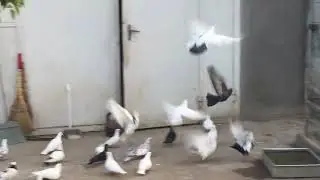 #Pigeons